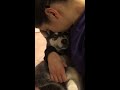 Baby Husky HATES kisses haha...