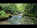 Calming mountain stream sound, peaceful birds chirping in the Amazon forest, best place to relax