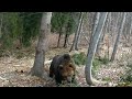 Obrovský medveď Kysuce / Huge brown bear Slovakia