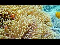 Aquarium 4K VIDEO (ULTRA HD) - Beautiful Coral Reef Fish - Relaxing Sleep Meditation Music