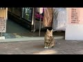 Store cat in the neighborhood 2023.12.7