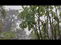 Rain With Thunder in the Forest Ambience, Natural Sound for Sleep, Relaxing,  Study, Romantic, Cozy