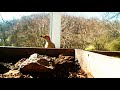 Woodpecker clucks
