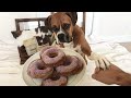 Celebrating My Dog's 4th Birthday 🎉 DOG-FRIENDLY DONUT RECIPE 🐶🍩