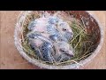 How to Breed Pigeons - [Step by Step]
