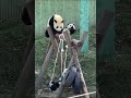 Panda Babies Part 4 #panda #babies #fypシ #cute #lovely #adorable #babypanda #kindergarten #baby