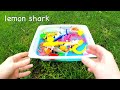 Learn animal names & facts for babies toddlers kids