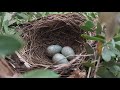 Blackbird nesting - from building the nest to leaving the nest