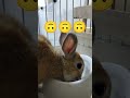 #うさぎ#rabbit