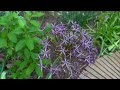 May 2023 Garden Tour // Creating a Cottage Garden from Scratch & Watching it Transform Each Year