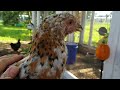 Young Roosters Changing Color