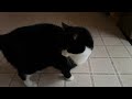 Who is the new guy? | #tuxedocat