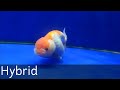 How to Distinguish The Type of Ranchu Chef Fish