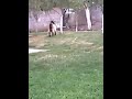 Супер коза лол яде листа