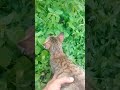 kucing lawan tikus