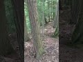 Woods of Letchworth State Park, New York 6/1/24