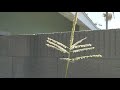 How to Hand Pollinate Corn