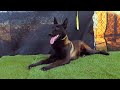 Belgian malinois