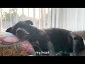 The Most Beautiful Thing to Wake Up to in the Morning | Dog Video Diaries