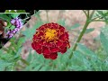 Beautiful Flowers Dancing to lovely Weather |Kenya |Aquatic Flowers |Giant Sunflower |Relaxing Music