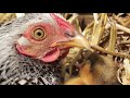 ¿Puede una gallina criar un pato?