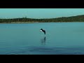 Bald Eagle Catches Fish at Same Time (Slow-Mo)