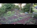 Squirrel rolling in dirt while rabbits watch Jul 19 2024