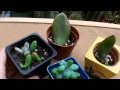 How to Propagate Succulents the easy way