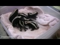 Baby Skunks Trying To Spray - Funniest Compilation