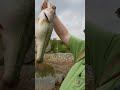 big pregnant bass
