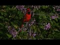 Northern Cardinal Perched: Canadian Songbirds
