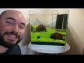 Betta Cube Aquarium | Simple and Basic Planted Fish Tank |