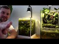 STUNNING Paludarium & Planted nano aquarium | Aquarium tour