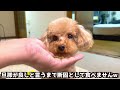 ニブイチが引けない忠犬、あるいは引き弱な犬が面白くて愛おしいw【トイプードル】【タイニープードル】