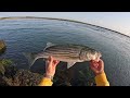 EVERYONE was Catching! Cape Cod Canal NONSTOP Action