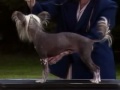 Chinese Crested Breed Standard [Part 3 of 5]