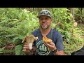 Edible Wild Summer Mushrooms you can Forage!