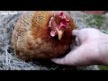 Taking care of the hen from the egg until hatching and the exit of the cute chicks