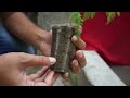 🔴 how to grow a moringa tree from a cutting Branch
