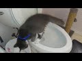 Kitten almost falls in toilet #shorts