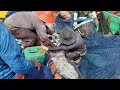 Proses Lingkar Jaring Pukat Cincin Penangkapan Ikan Tongkol Dari Awal Hingga Selesai | Fishing nets