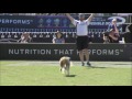 Freestyle Flying Disc Winner - 2016 Purina® Pro Plan® Incredible Dog Challenge® Eastern Regionals