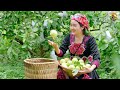 Harvest the giant guava garden to sell at the market - cook food, do gardening - everyday life