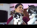 Cheapest DOG KENNEL | Chennai | ALL BREEDS