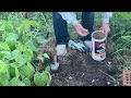 Fall planting of garlic. Quick and easy!