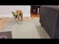 Spanky falls over, sleeping standing up (serious about his security job)