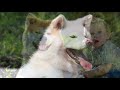 ► Akita Inu [2023] History, Appearance, Temperament, Training, Exercise, Care & Health