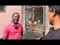 Small Pigeon Loft with Big Results ! | Oor Naattan