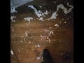 Rats make a mess, and we get to clean up after them!