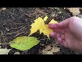 Mind Blowing Fall Stick Garden!